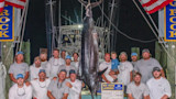 Group of men on dock with large suspended blue marlin; sign reads BIG ROCK LANDING, WEIGHT 619.4