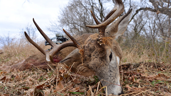 How To Find The Best Value in Nonresident Whitetail Tags