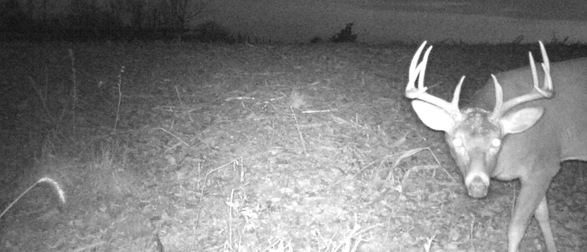 2015 Rut Predictions – Early Rut Action Expected for Whitetail Deer