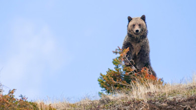 Brown bear standing atop a grassy slope beside a small evergreen against blue sky