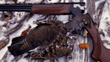 Grouse on snowy log beside open break-action shotgun and small pine cone