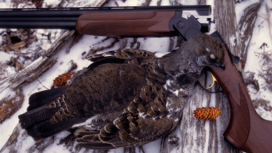 How to Hunt Grouse Without a Dog