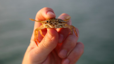 Small crab held between thumb and forefinger over water
