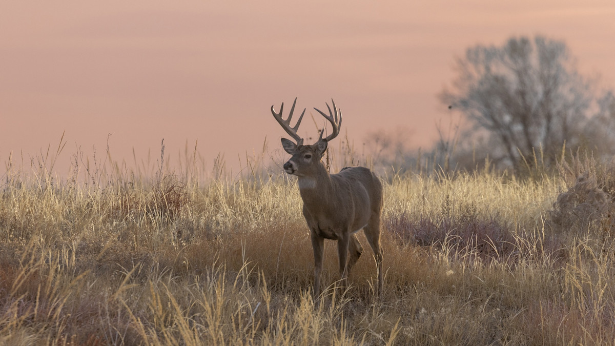 North Dakota Slashes Deer Tags Amid Ongoing Population Struggles