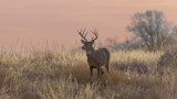Whitetail buck standing in tall dry grass at dusk under a pink‑orange sky