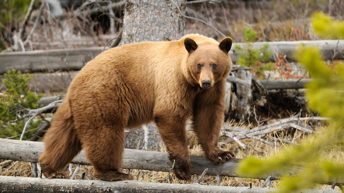 The Science of Cinnamon Black Bears