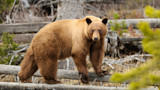 The Science of Cinnamon Black Bears