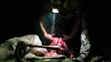 Hunter gutting deer at night under headlamp; exposed entrails visible