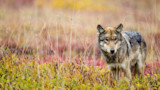 Gray wolf standing in autumn meadow among tall grasses, looking at camera