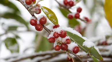 Red autumn olive berries on branch dusted with snow