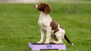 Brown-and-white dog on purple platform labeled CATO OUTDOORS in grass