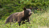 Alberta Woman Killed by Black Bear While Planting Trees
