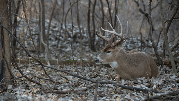 Mature white-tailed buck with large antlers resting in leaf-strewn woods