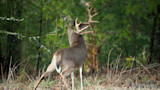 White-tailed buck standing on hind legs nibbling pine branches at forest edge