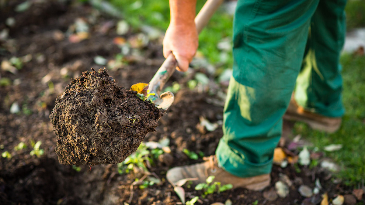 How to Test your Garden's Soil