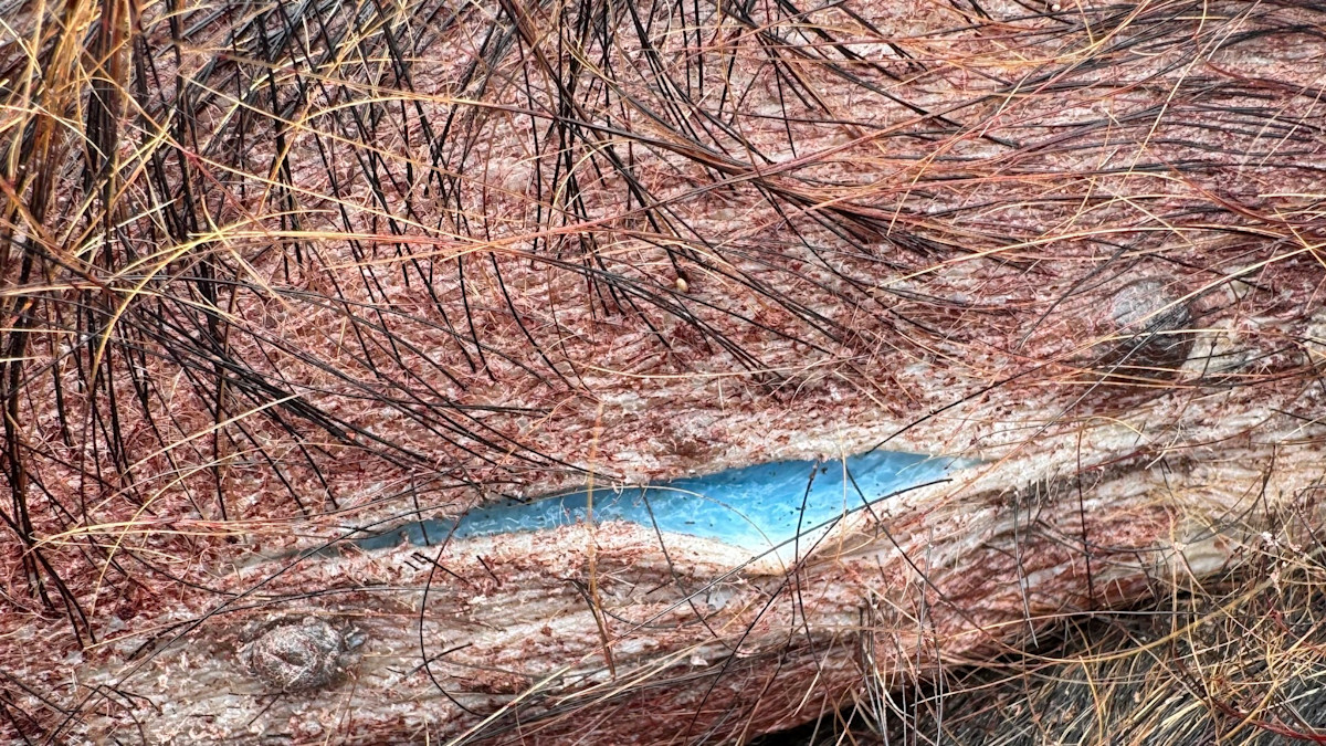 California Issues Warning After Trapper Finds Pigs with “Slushie Blue” Colored Meat