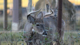 Whitetail buck with large antlers standing behind a wire fence amid tall grass