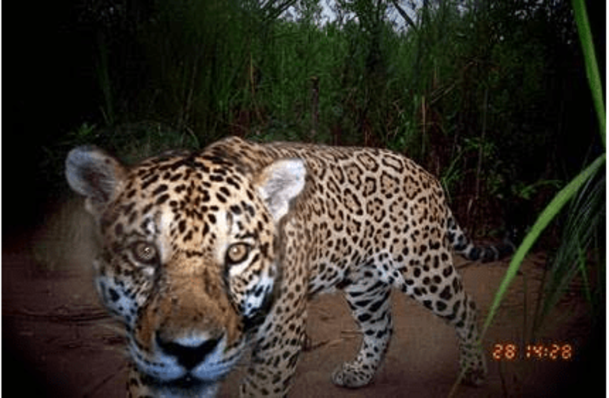 Jaguar approaching camera through tall grass at night; timestamp "28 14:28" visible