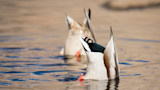Ducks dabbling with tails up in shallow water