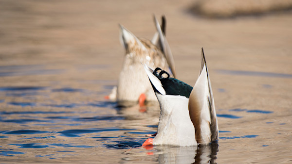 Fish Eggs and Duck Guts: An Old Myth Redefined