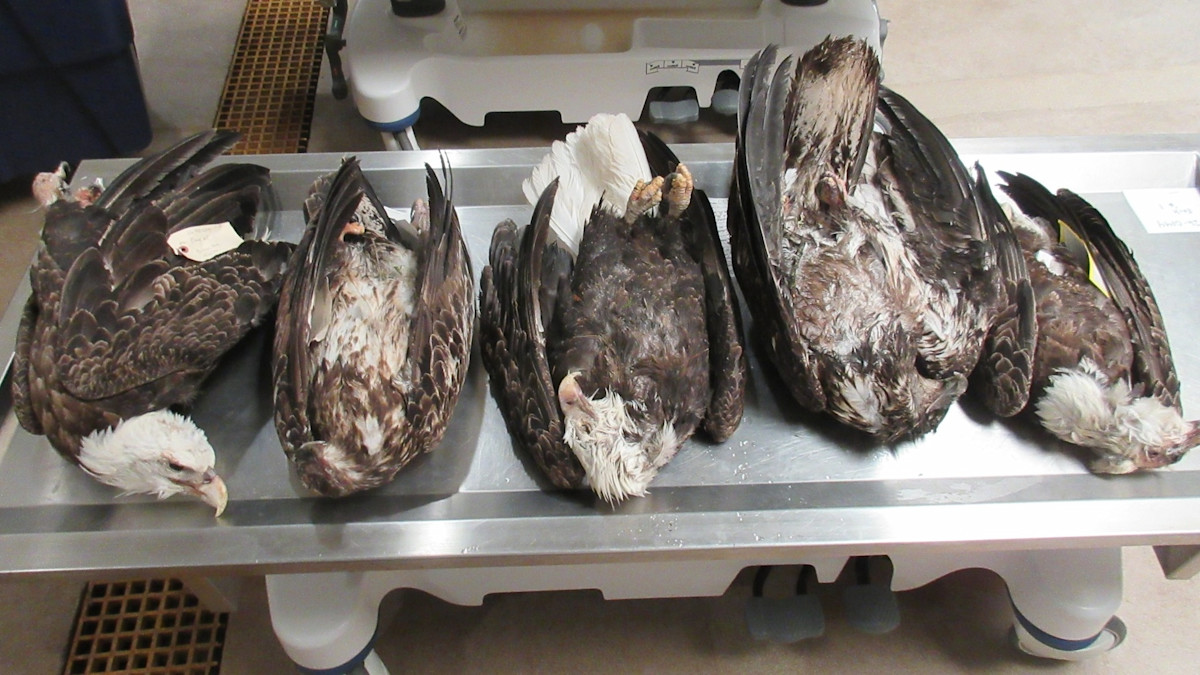 dead eagles.jpg