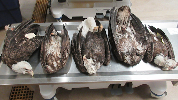 dead eagles.jpg