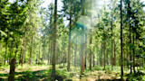 Sunlit conifer forest with ferns and bright lens flare