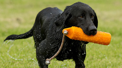 Black Labrador retrieving orange training bumper, wet fur and water droplets