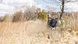 Hunter wearing camouflage and backpack with treestand in tall dry grass, looking back