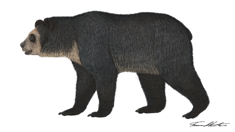 Florida Spectacled Bear