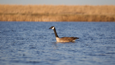 Fair Chase or Taboo: Is it OK to Pond Swat Geese?