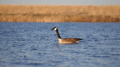 Single Canada goose swimming on blue water with tall brown reeds in background