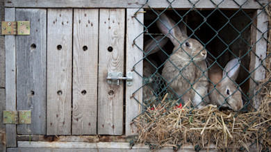 Two rabbits peeking from a wooden hutch behind wire mesh with straw bedding