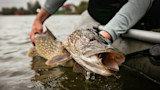 Large northern pike with open mouth held at boat's edge