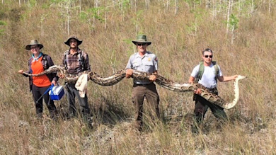 Four people standing in a grassy field holding a large python stretched across them.