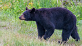 Florida Sees First Fatal Black Bear Attack as State Mulls Reopening Hunting Season