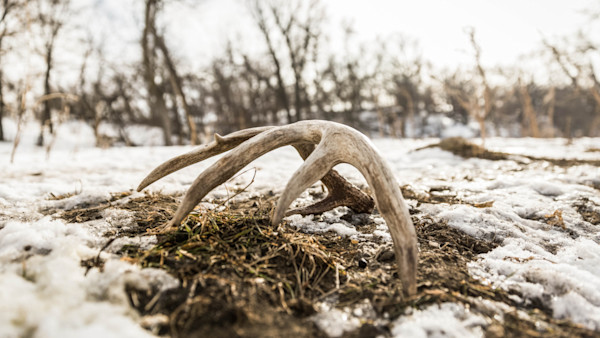 Multi-tined deer shed antler on patchy snow in a leafless field