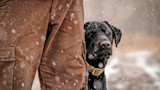 Why Your Bird Dog Sucked Last Season