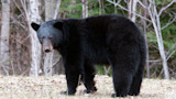 Black bear standing on grassy forest edge, looking toward camera