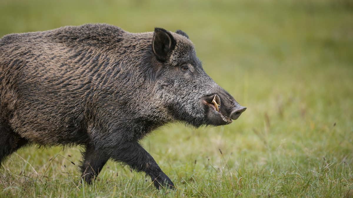 How One Day of Hog Wrestling Sent Three Brothers to the ER