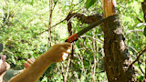 Man sawing tree with STIHL handsaw in green forest