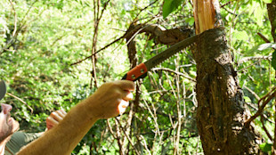 Man sawing tree with STIHL handsaw in green forest