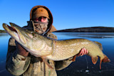 Pike Under Ice: Advanced Tactics for Spooky Winter Northerns