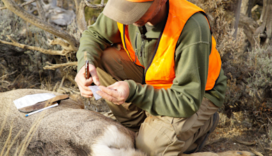 Hunter kneeling by deer, attaching tag; orange safety vest, knife and pen on carcass