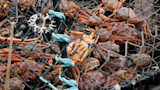 Crabs crowded in a fishing pot net with ropes