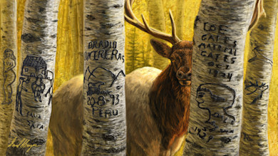 Elk peeking through birch trunks carved with arborglyphs, including text "208-93 PERU"