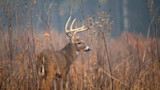 Deer pic.jpg