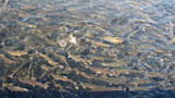 Dense school of trout thrashing and splashing at water surface