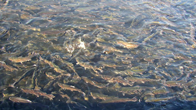 Dense school of trout thrashing and splashing at water surface