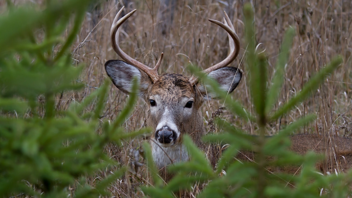 How to Deer Hunt Edges in Pine Country